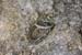 brownstone-gardens-0002